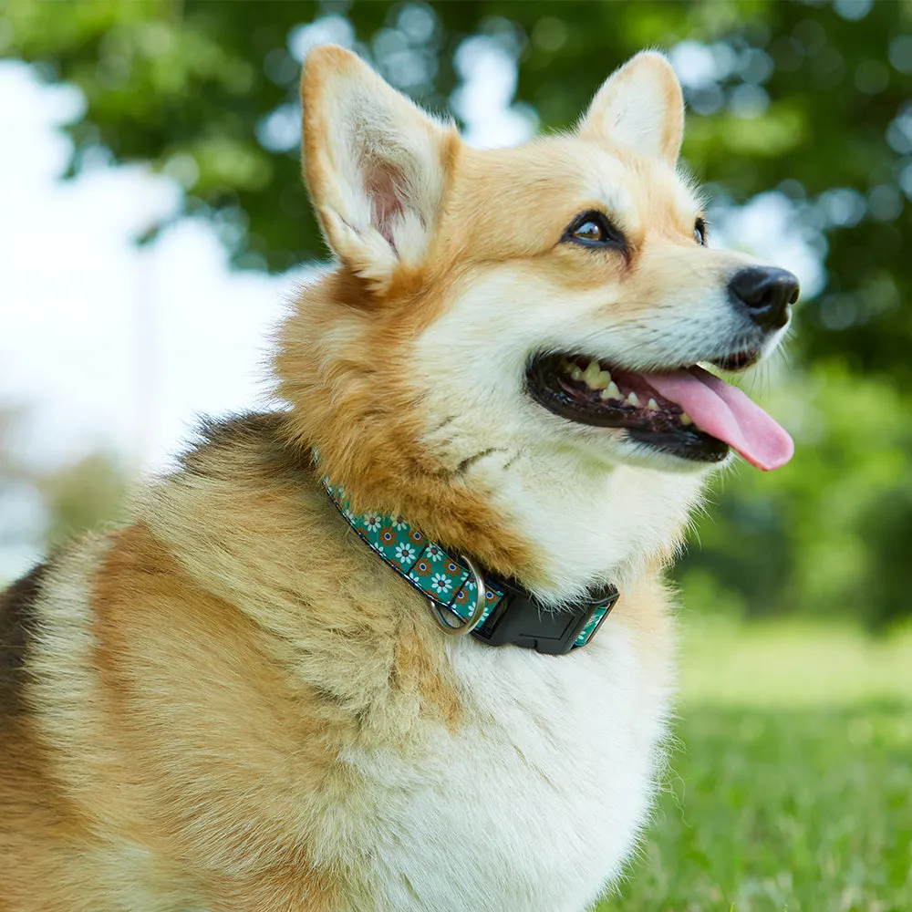 Brisson - Dog Collar