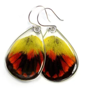 Butterfly earrings, Red Delias Butterfly. bottom wings