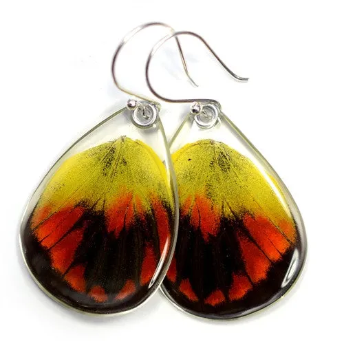 Butterfly earrings, Red Delias Butterfly. bottom wings
