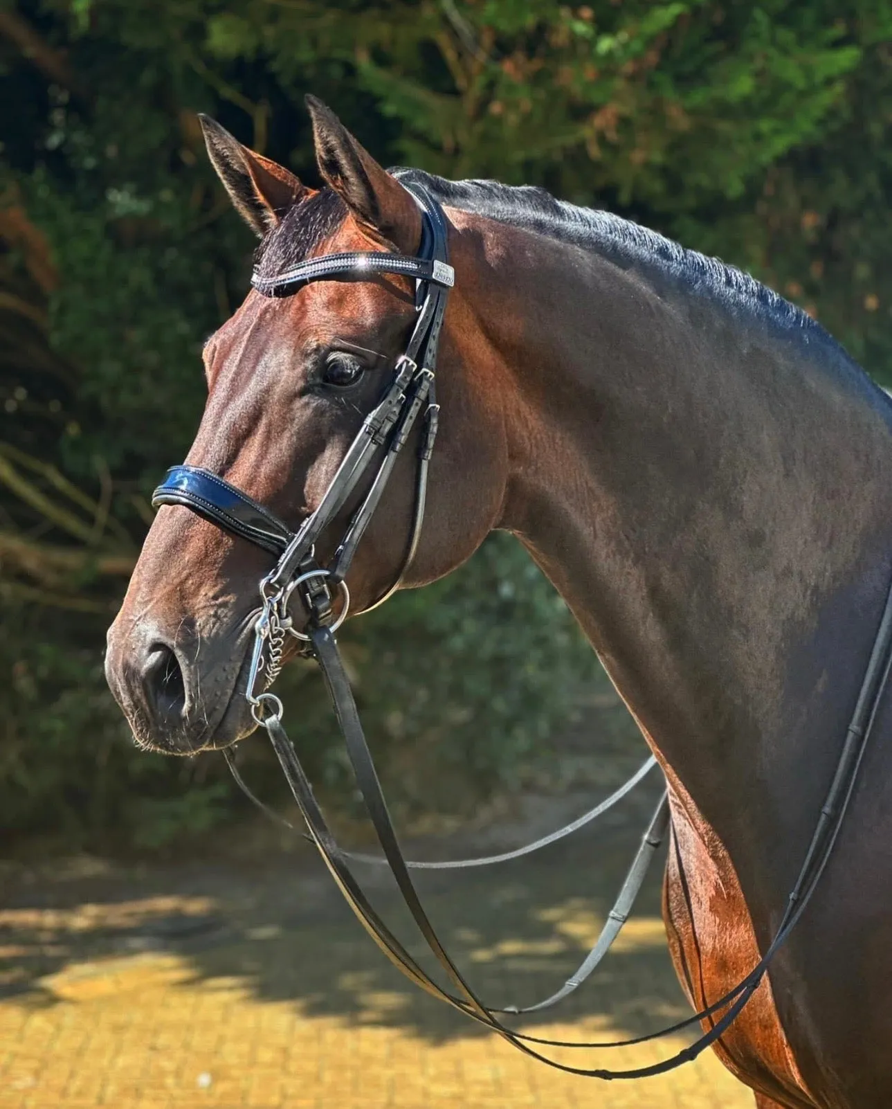 Fairfax World Class Double Bridle Black