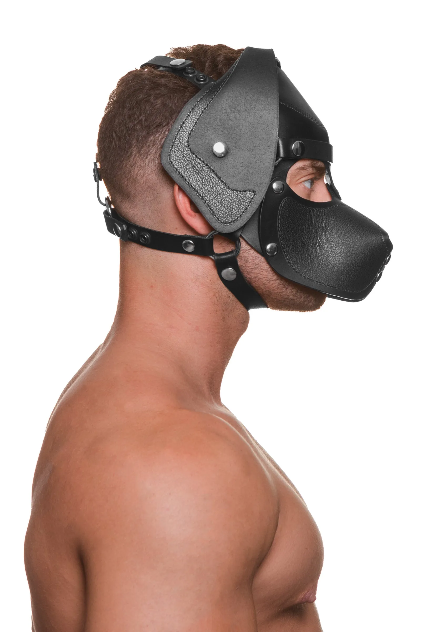 HEAD HARNESS PUP "RANGER" - Stainless Steel