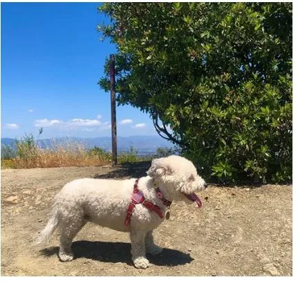 Heart Leather Step-In Dog Harness