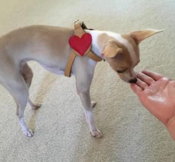 Heart Leather Step-In Dog Harness