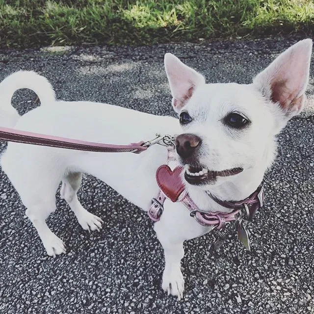 Heart Leather Step-In Dog Harness