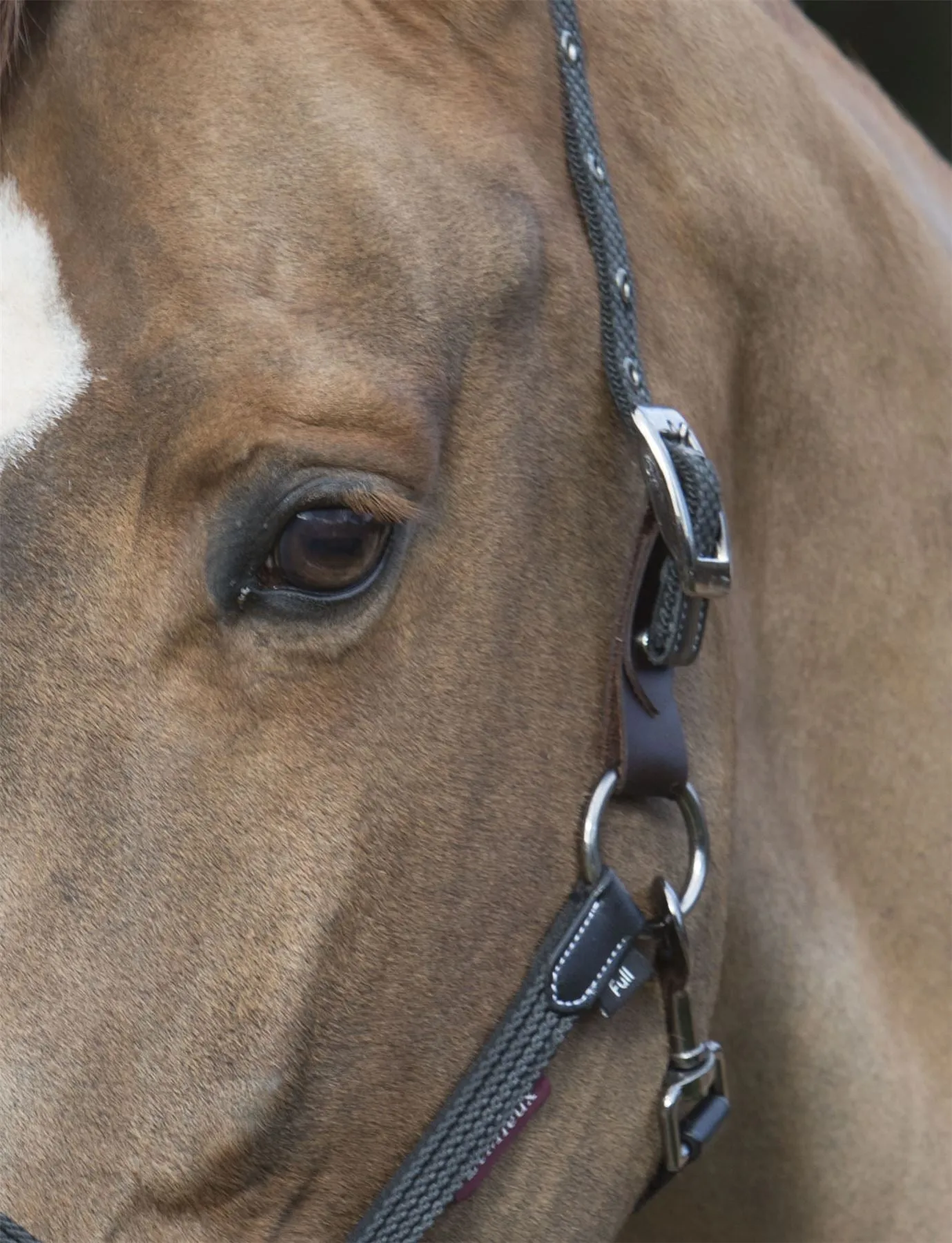 LeMieux Break Away Headcollar